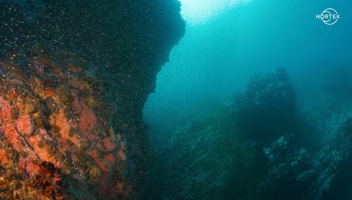 Combining current and biomas measurements for unprecedented insight into ocean resources