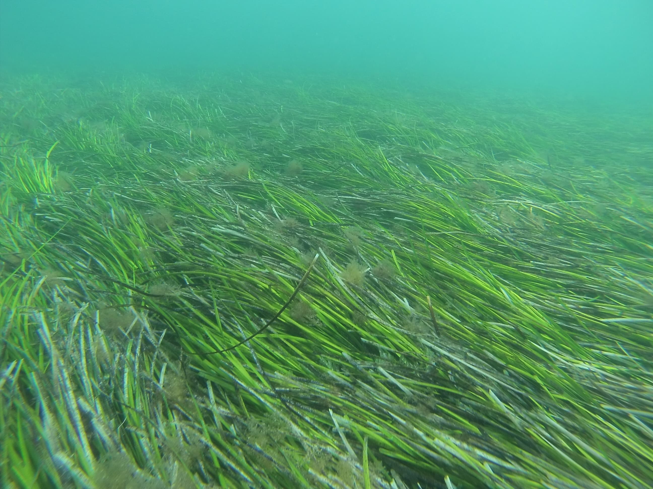 Seagrass meadows 2